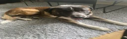 Mixed Breed dogs for sale: He is a Portuguese mastiff in Tadworth - Advert 2