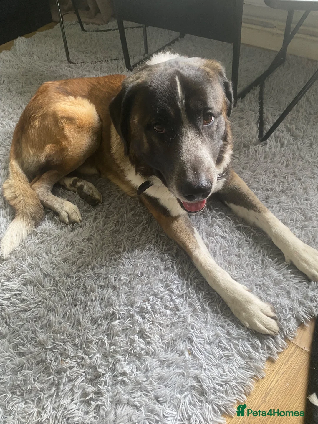 Mixed Breed dogs for sale: He is a Portuguese mastiff in Tadworth - Advert 2