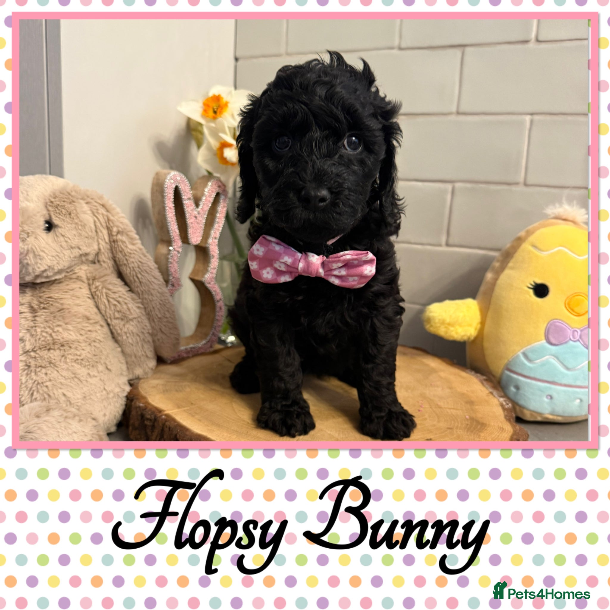 Labradoodle dogs 🌈POTENTIAL THERAPY/ASSISTANCE PUPS🌈 NOT F1 - Advert 1