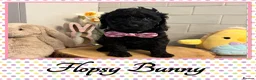Labradoodle dogs for sale: 💐THERAPY/ASSISTANCE PUP💐PLEASE READ💐 - Advert 6