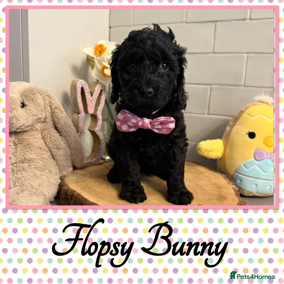 Labradoodle dogs for sale: 🐾🐾Part Trained Therapy/Assistance Puppy🐾🐾 - Advert 2