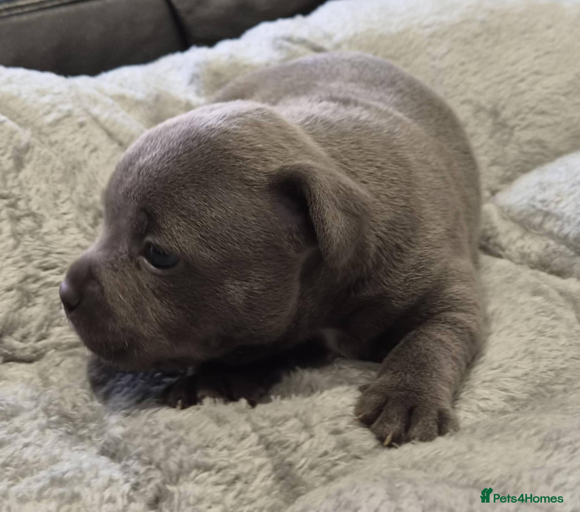 Staffordshire Bull Terrier dogs Kc Reg Chunky Girl - Advert 1