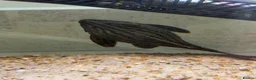 Plecos fish for sale: L027C Royal Thunder aka Golden line panaque  - Advert 6
