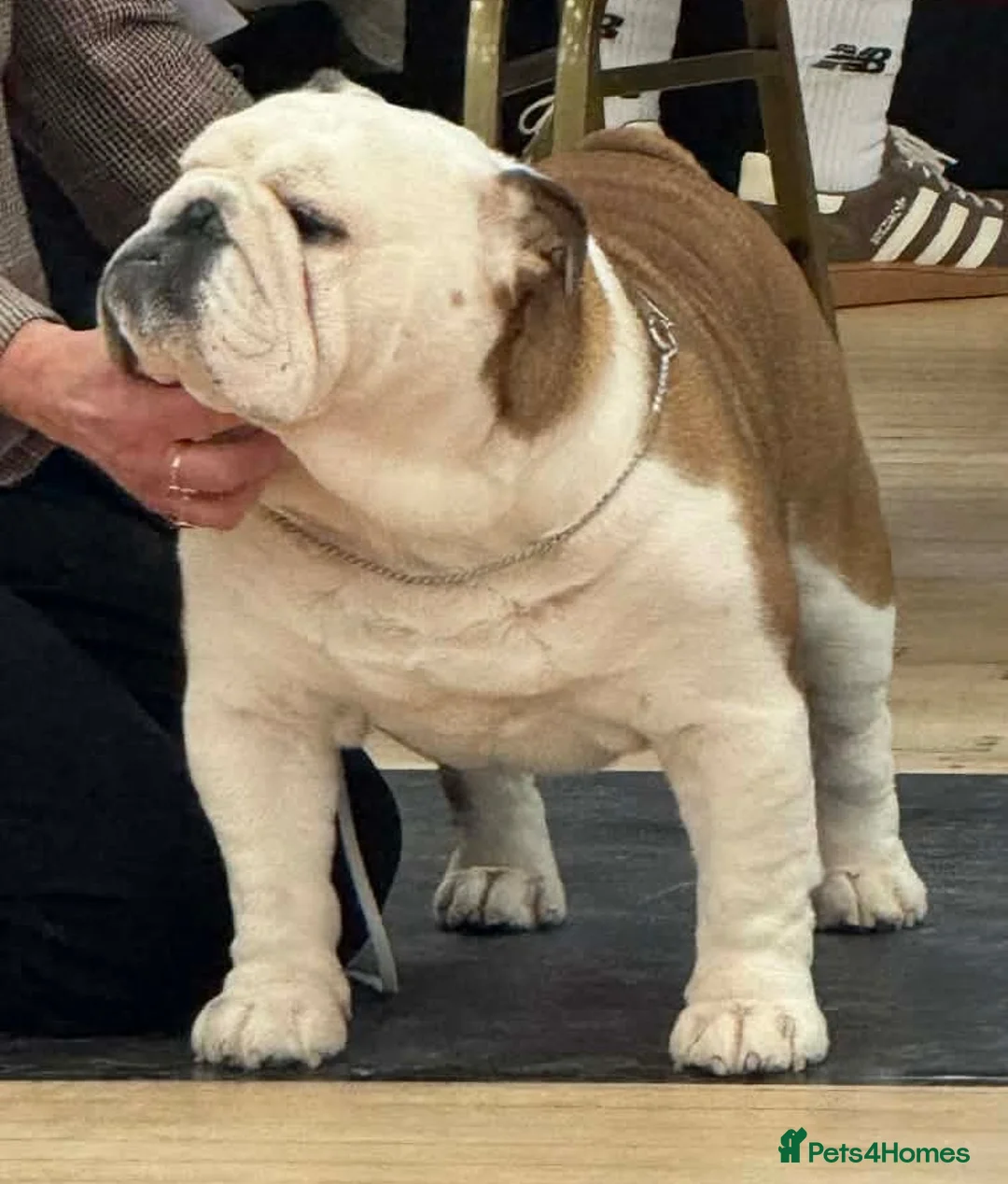 English Bulldog dogs for stud: Health tested champion bulldog at stud - Advert 1