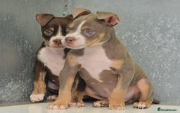 Olde English Bulldogge dogs for sale: 23 YEARS EXPERIENCE, 5⭐️RATED LICENSED.  - Image 9