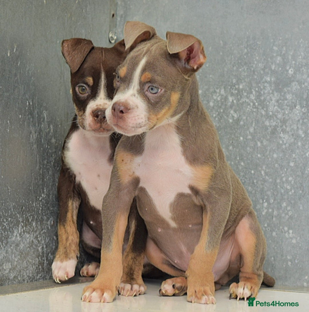 Olde English Bulldogge dogs for sale: 23 YEARS EXPERIENCE, 5⭐️RATED LICENSED.  - Image 9