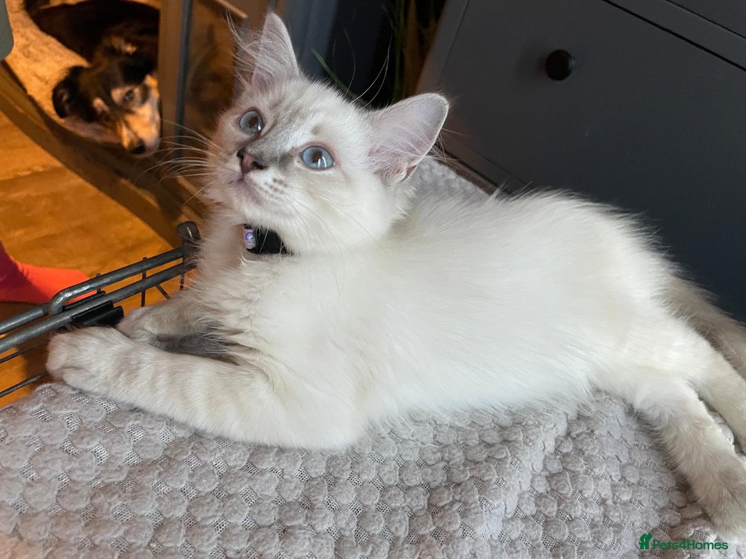 Ragdoll cats for sale: Ready Now. Stunning GCCF Pure Bred Ragdoll kittens - Image 31