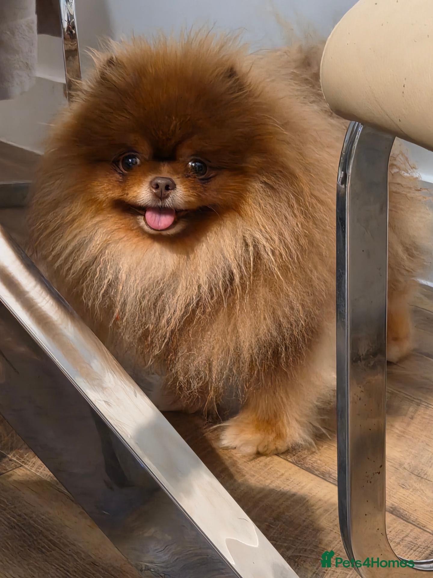 Pomeranian dogs for stud: Top quality proven Pomeranian stud  - Advert 14