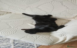 Mixed Breed cats for sale: About this 2 lovely cats - Image 5