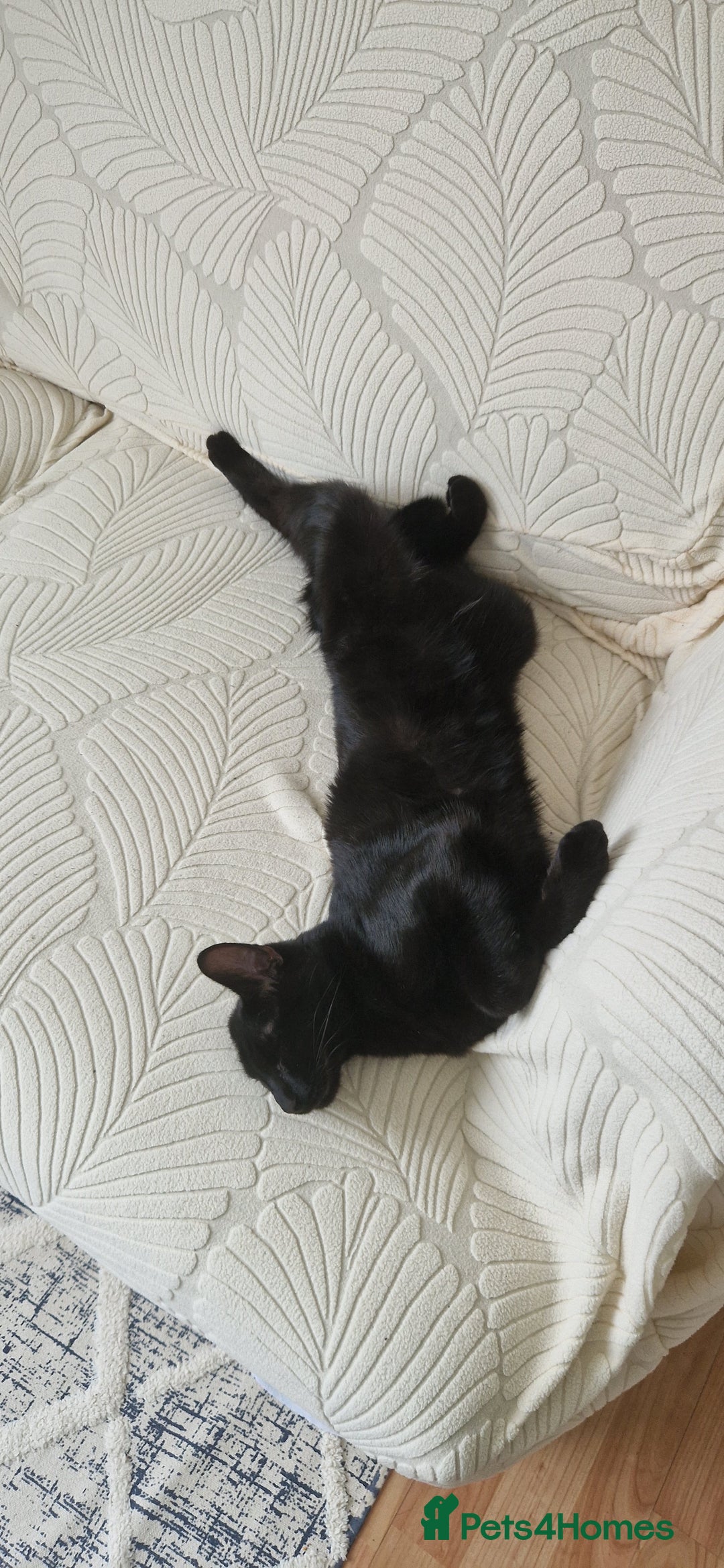 Mixed Breed cats for sale: About this 2 lovely cats - Image 5