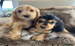 Cocker Spaniel dogs for sale: Reduced last 2 ‼️ £950 Kc reg show cocker puppies  - Image 20