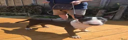 English Bull Terrier dogs for sale: Male English bull terrier pup - Advert 9