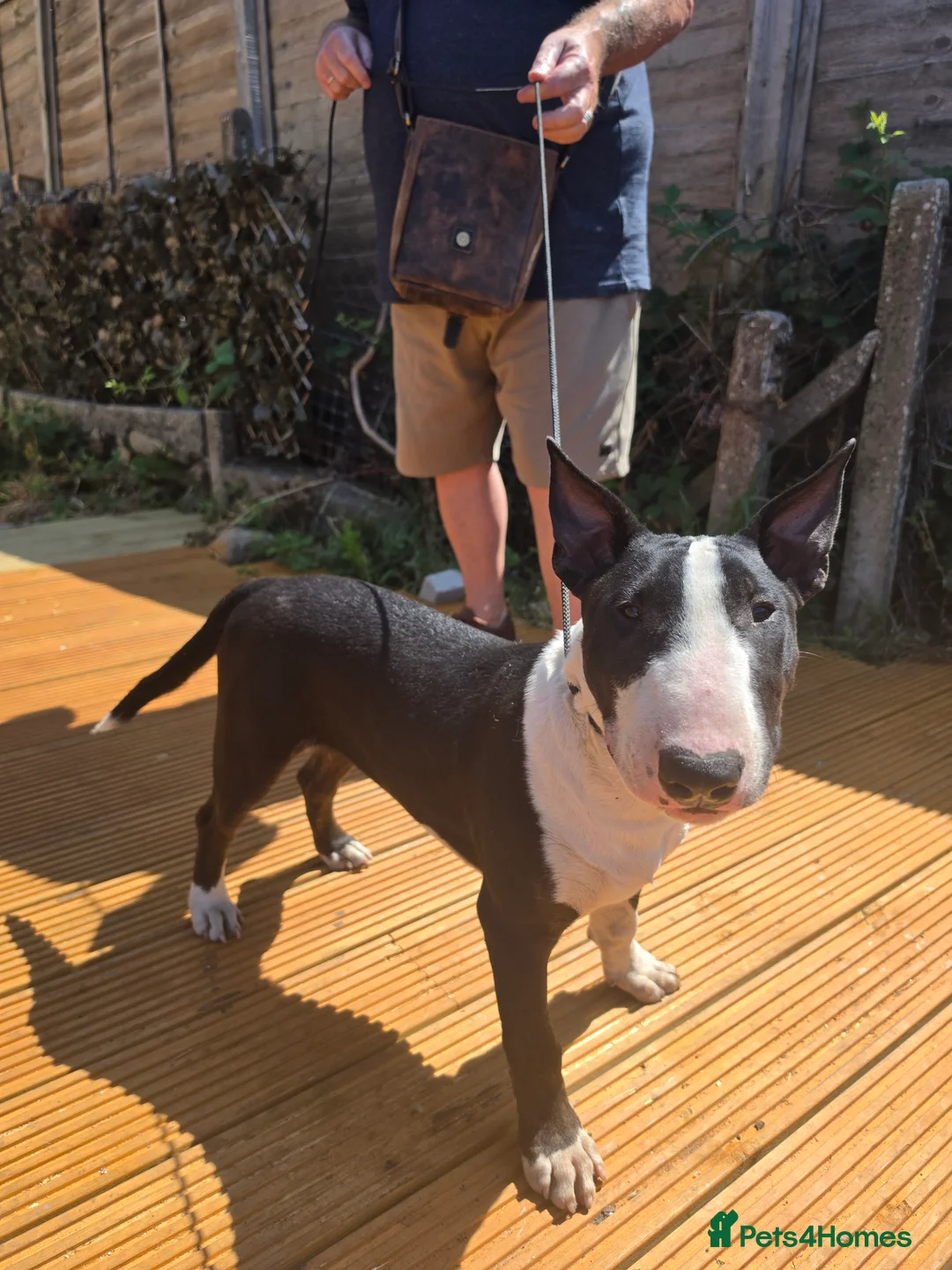 English Bull Terrier dogs for sale: Male English bull terrier pup - Advert 9