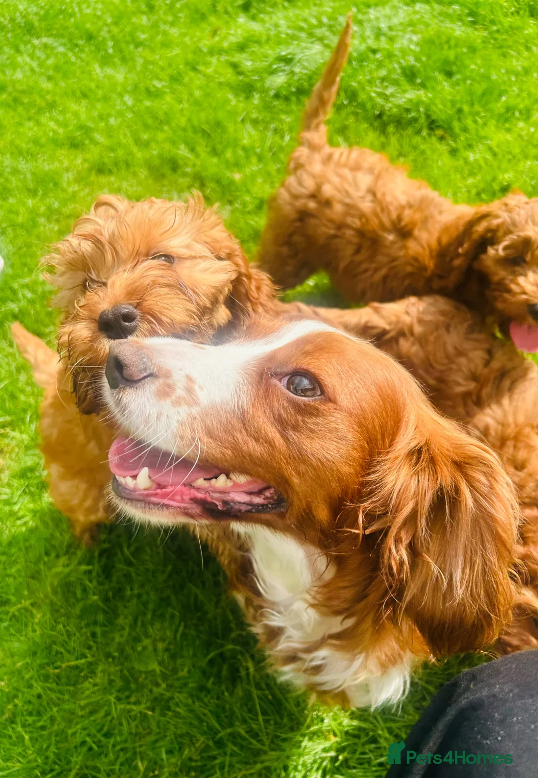 Cockapoo dogs for sale: Outstanding cockapoo puppies  in Bishop Auckland - Advert 1