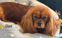 Cavapoochon dogs for sale: ✨Ruby & Blenheim Cavapoochons ❤️🐾 - Image 24
