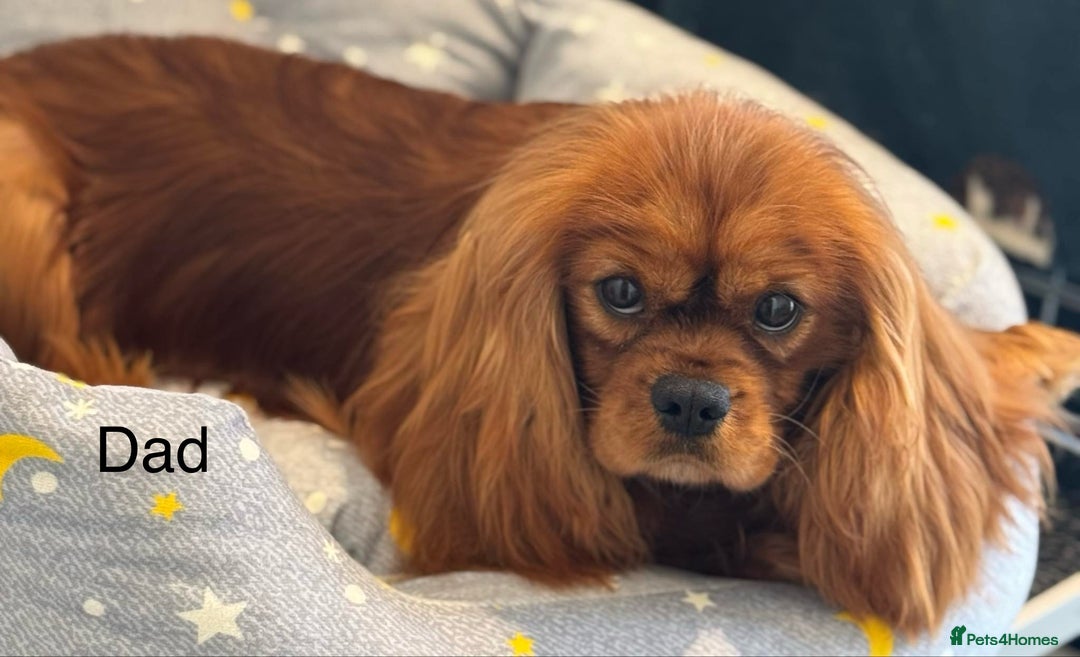 Cavapoochon dogs for sale: ✨Ruby & Blenheim Cavapoochons ❤️🐾 - Image 24