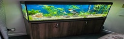 Rainbow Fish fish for sale: 55 gallon Tropical Complete setup - Advert 1