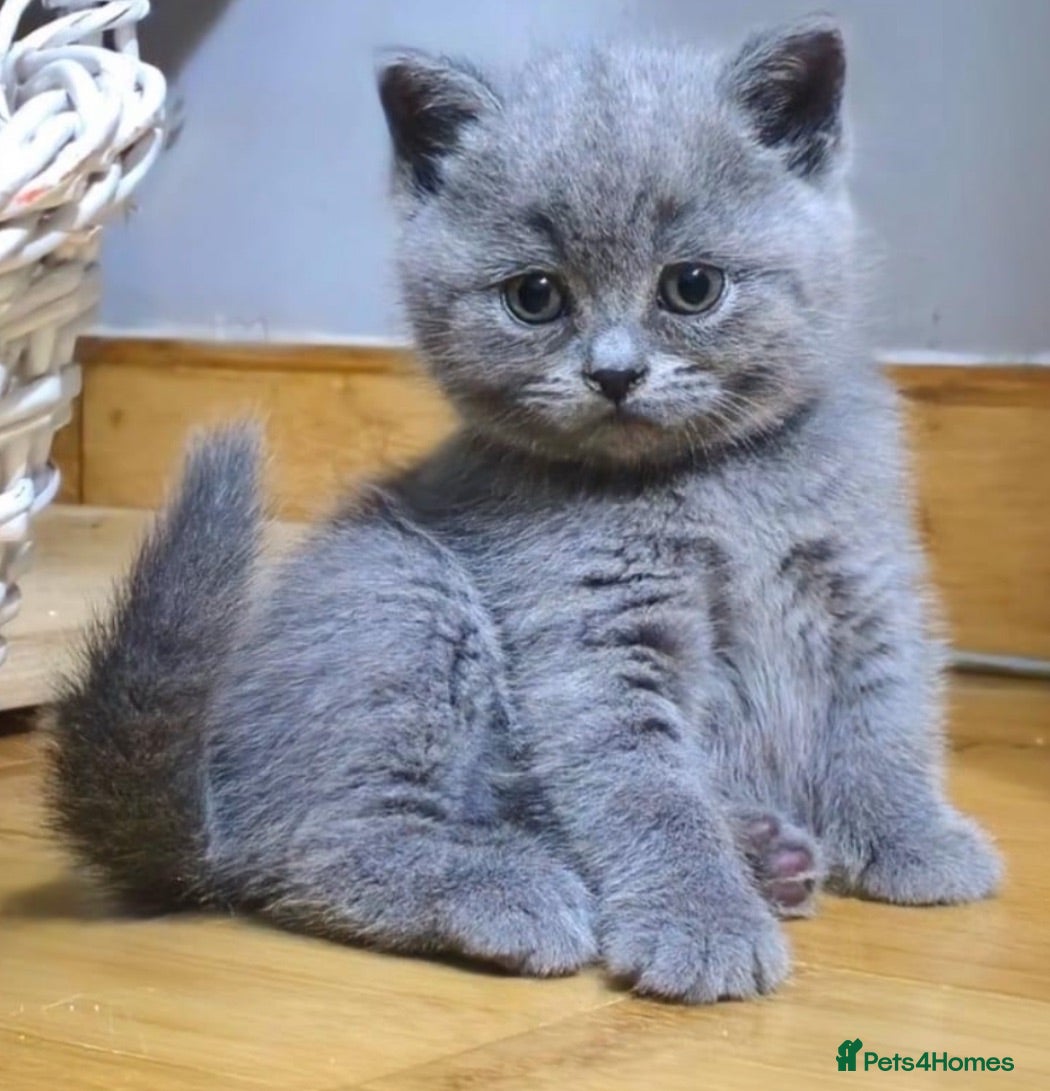 British Shorthair cats British short hair fluffy kittens,London based - Advert 4