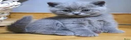 British Shorthair cats for sale: British short hair fluffy kittens,London based - Advert 1