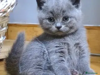 British Shorthair cats British short hair fluffy kittens,London based - Advert 1