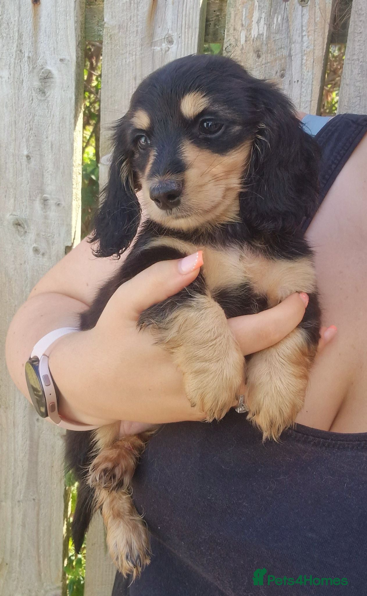 Miniature Dachshund dogs Champion Sired Mini Longhaired Dachshunds - Advert 1