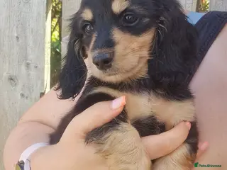 Miniature Dachshund dogs Champion Sired Mini Longhaired Dachshunds - Advert 1