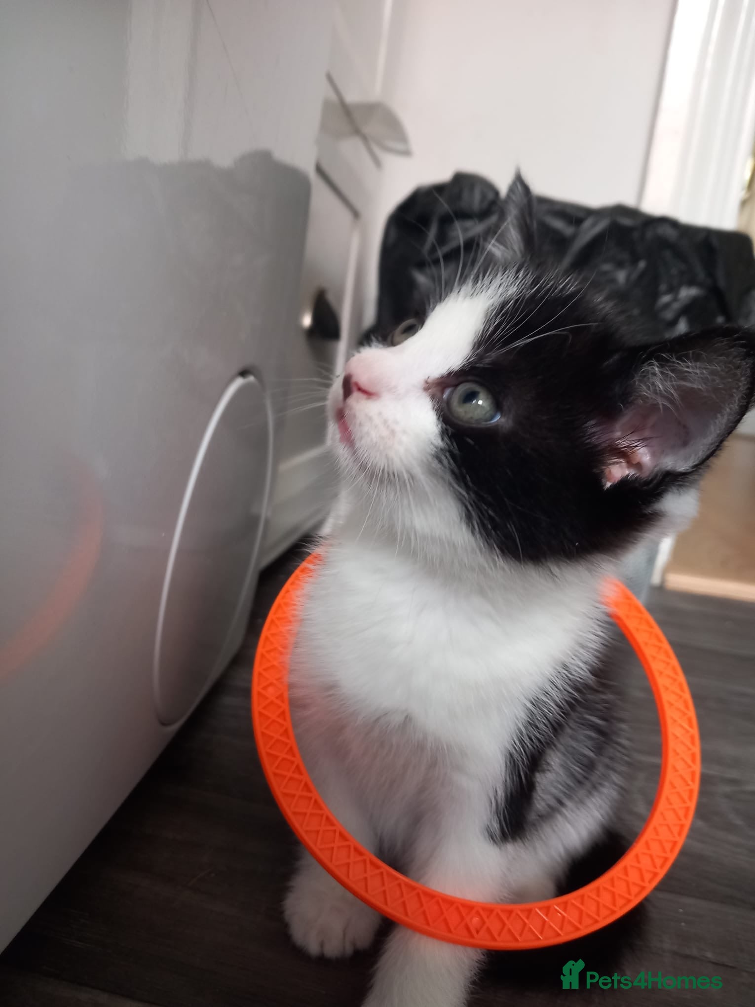 Asian cats Luna and euro  - Advert 1