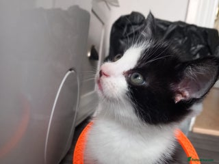 Asian cats - Advert 2