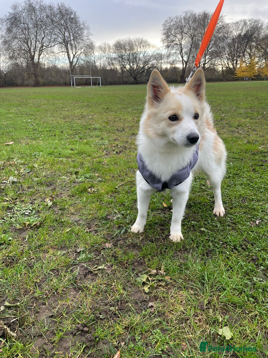 German Spitz dogs for adoption: Rescued Spitz Lola Looking For Her New Home - Advert 12