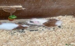 Guinea Pig rodents for sale: Baby guinea pigs - Image 1