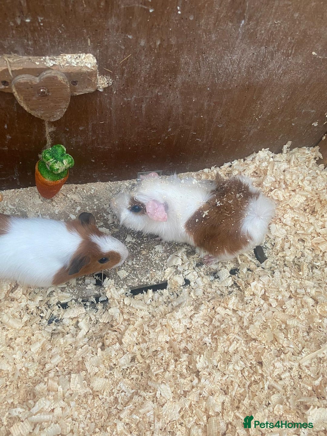 Guinea Pig rodents for sale: Baby guinea pigs - Image 1
