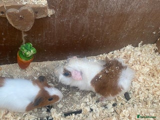 Guinea Pig rodents - Advert 36