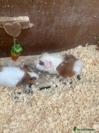 Guinea Pig rodents - Advert 11