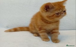 Exotic cats for sale: CHUBBY KITTENS - Image 4