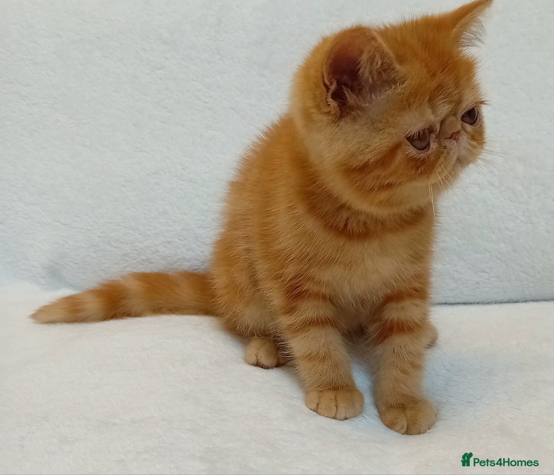 Exotic cats for sale: CHUBBY KITTENS - Image 4