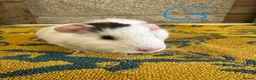 Guinea Pig rodents for sale:  Male guinea pigs for sale  - Advert 9