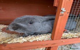 Mini Lop rabbits for sale: 2 female bonded mini lops for sale  - Advert 3