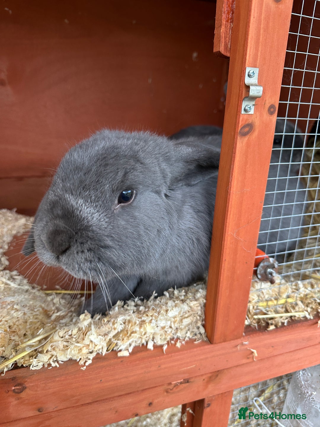Mini Lop rabbits for sale: 2 female bonded mini lops for sale  - Advert 3