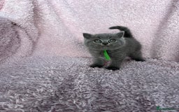 British Shorthair cats for sale: **5 Chunky pure breed BSH Kittens for sale** - Image 12