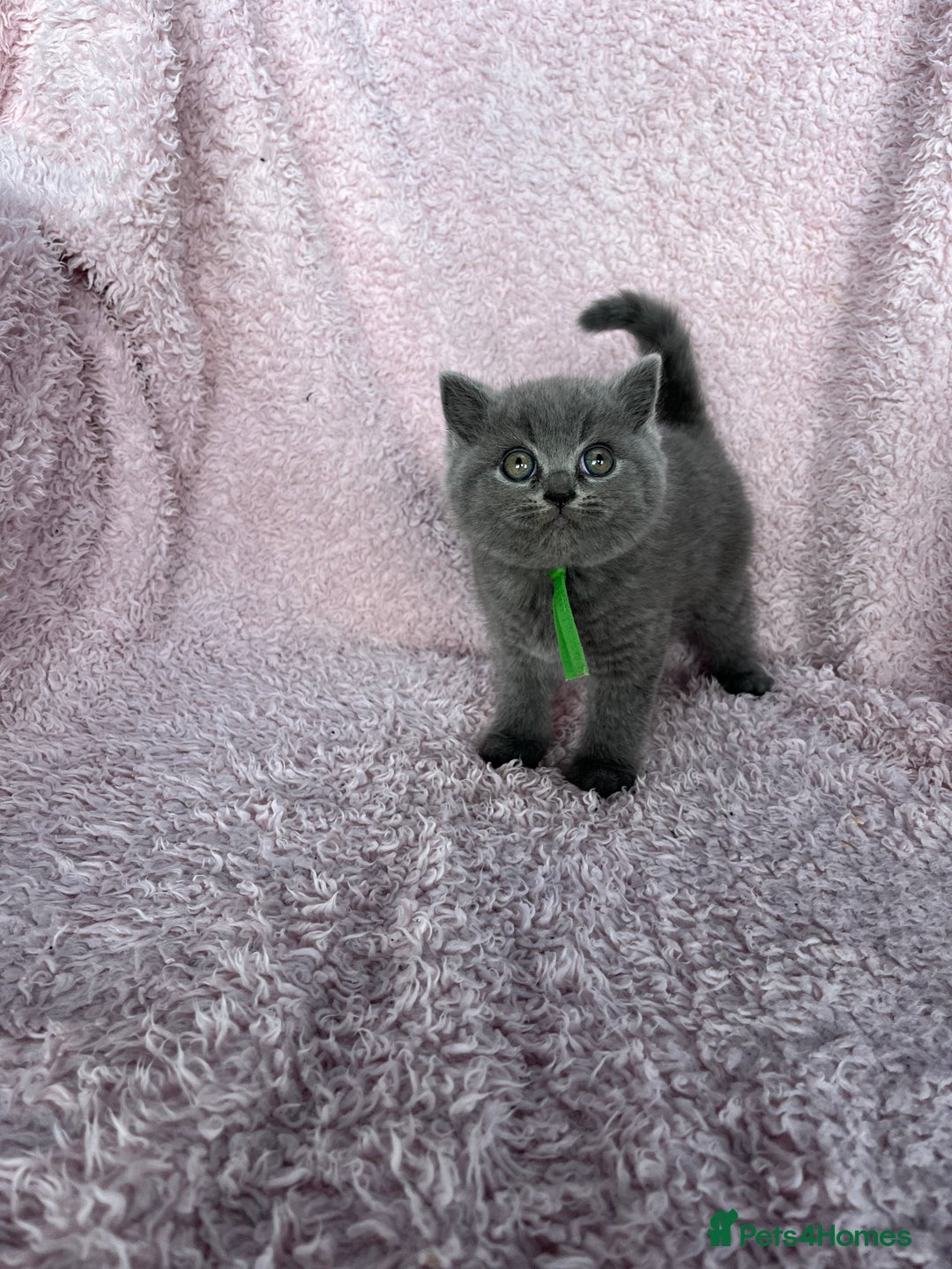 British Shorthair cats for sale: **5 Chunky pure breed BSH Kittens for sale** - Image 12