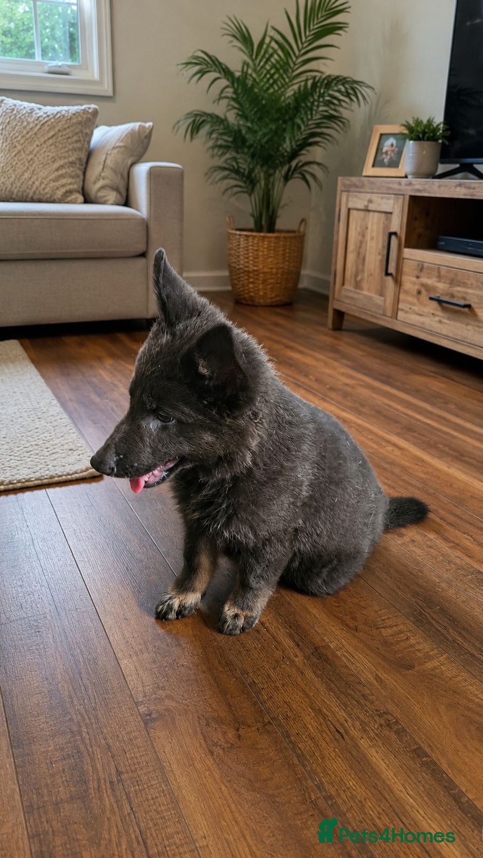 German Shepherd dogs LAST MALE READY NOW KC REG Pure bred blue gsd  - Advert 3