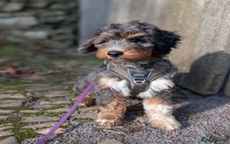 Bernedoodle dogs for sale: Curtabemdoodles Bernedoodles  - Image 35
