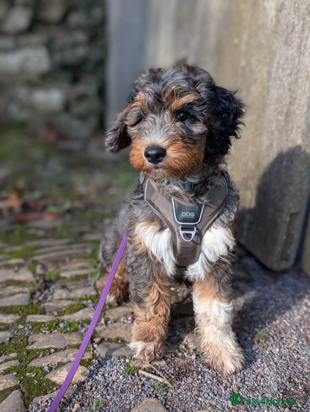 Bernedoodle dogs for sale: Curtabemdoodles Bernedoodles  - Image 35