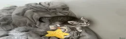 British Shorthair cats for sale: Beautiful British Shorthair&eExoticShorthair - Advert 3