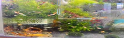Platies fish for sale: Beautiful small Platy, Guppy Molly &Pleco-HobbyTK - Advert 3