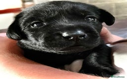 Labrador Retriever dogs for sale: 10 Beautiful black Labrador puppies - Image 13