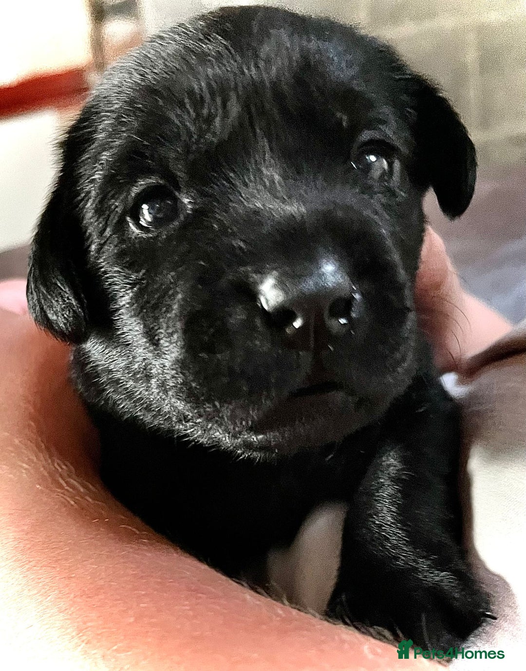 Labrador Retriever dogs for sale: 10 Beautiful black Labrador puppies - Image 13
