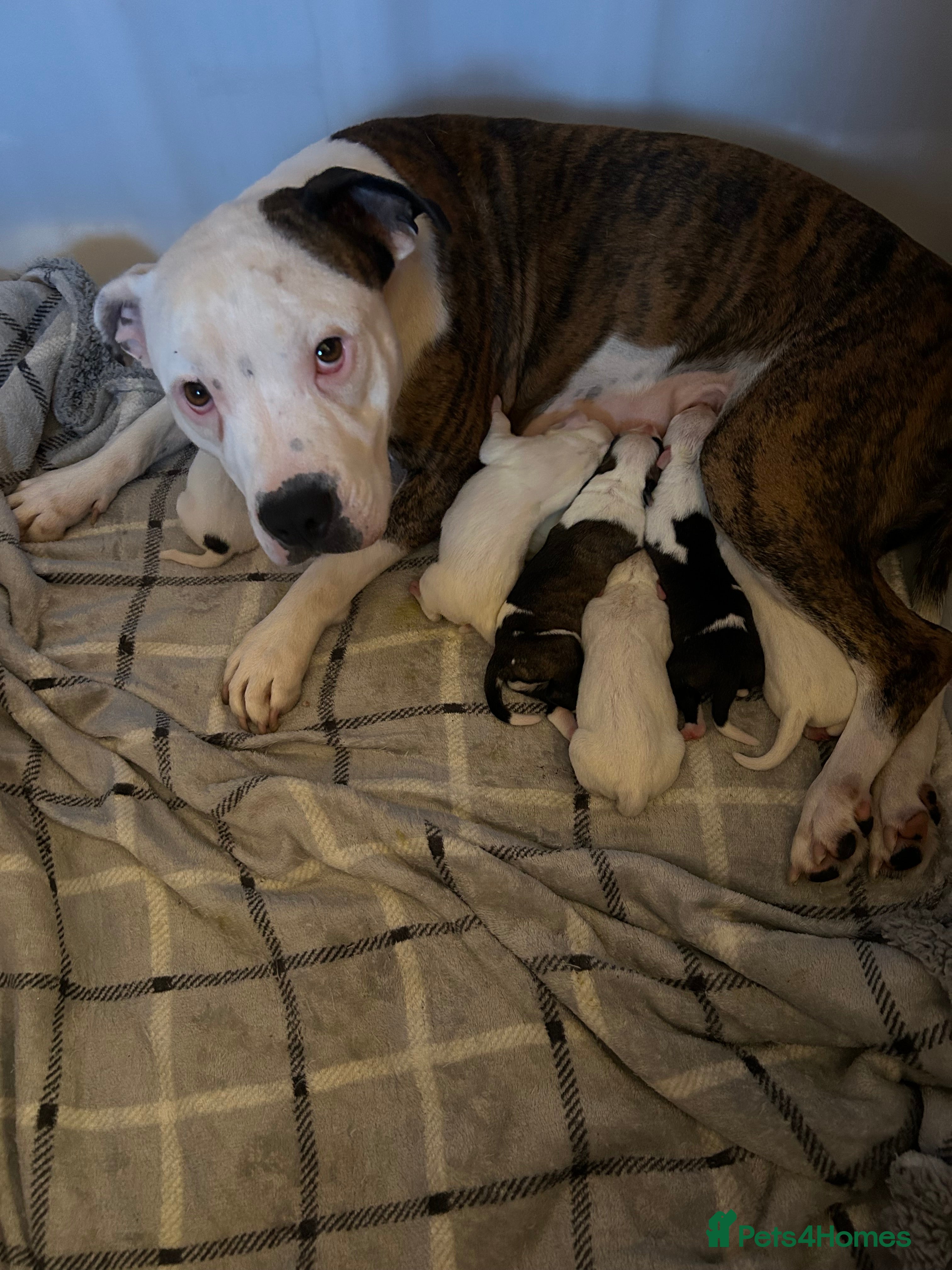 Mixed Breed dogs American bulldog x staffy - Advert 10