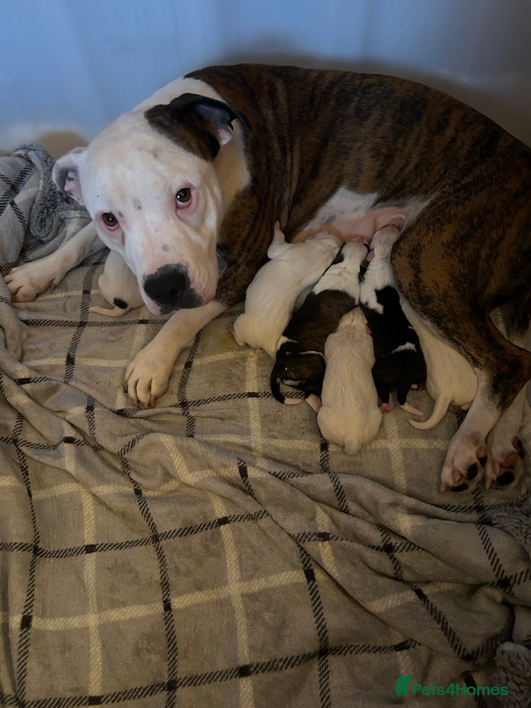 Mixed Breed dogs for sale: American bulldog x staffy - Advert 1