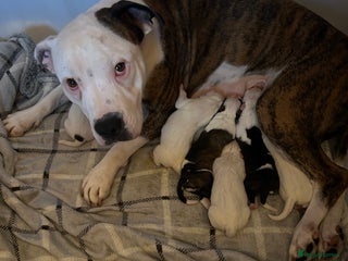 Mixed Breed dogs American bulldog x staffy - Advert 6